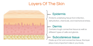 image of the 3 layers of the skin