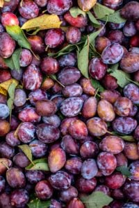 fresh prunes after harvesting