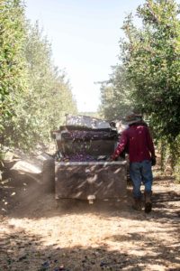 farmers harvesting prunes