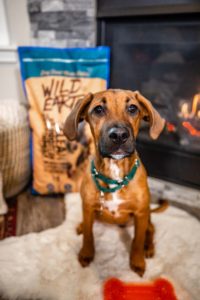 dog sitting in front of fire with wild earth dog food bag in background